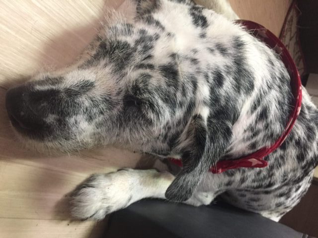 olddog-sleeping